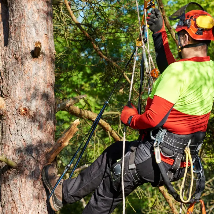 Lumberjack with saw and harness climbing a tree