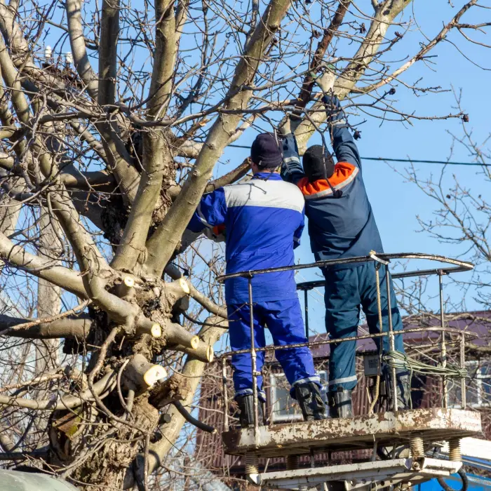 Workers pruning tree branches