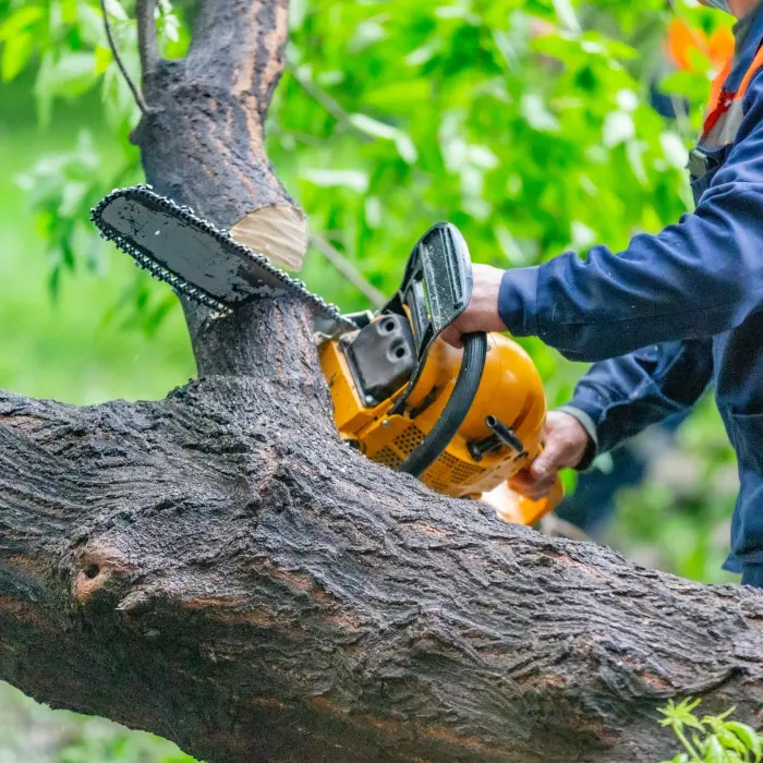 Person cutting tree with chainsaw