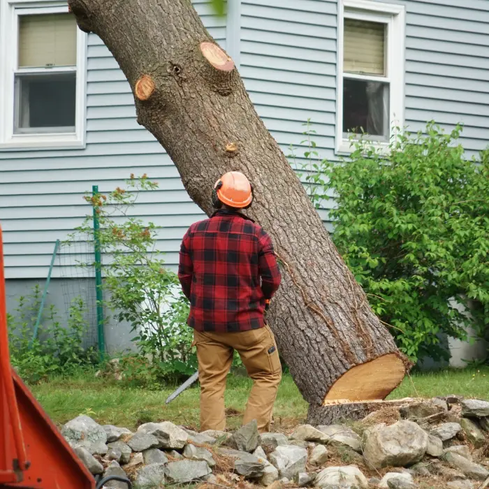 Manual worker removing tree in residential area